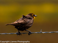 A28A8422   Female Yellow-Headed Blackbird