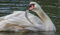 A28A4124 Mute Swan