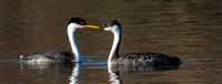 Grebes Courting-2229