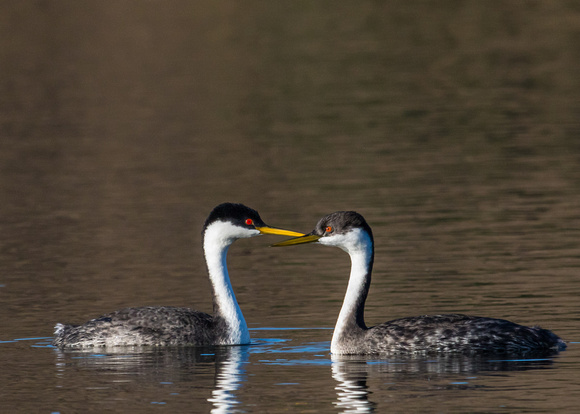 2229 Grebes Courting