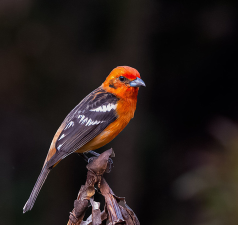 Flame-colored Tanager 7765