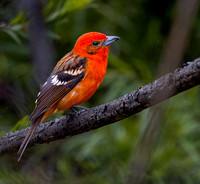 Flame-colored Tanager 6685