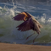 Reddish Egret  Leaping to Escape Wave 9091