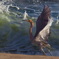 Reddish Egret Fleeing Wave 9090