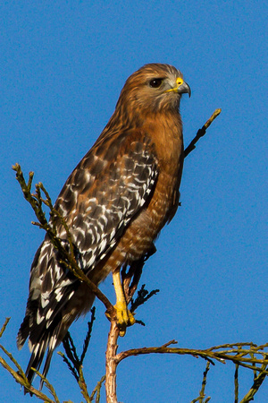 RedShouldered Hawk_MG_9906