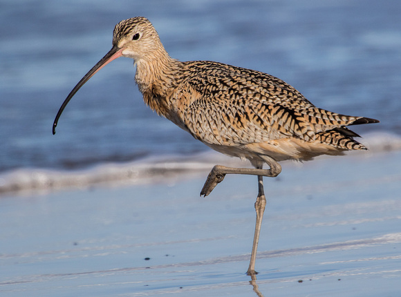 Long-billed Curlew 2198