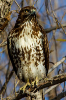 Red_tailed Hawk_9651