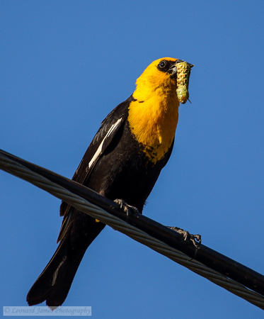 A28A0382 Yellow-headed Blackbird
