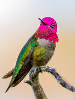 Anna's Hummingbird 4447