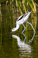 American Avocet-1215