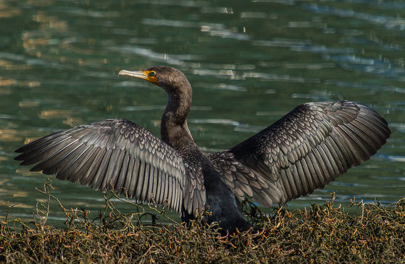 Double-crested Cormorant-9641