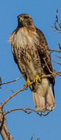 Red-tailed Hawk -0067