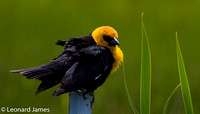 A28A8373  Male Yellow-headed Blackbird