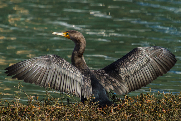 Double-crested Cormorant -9641