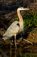 20131223-Great Blue Heron_MG_9820
