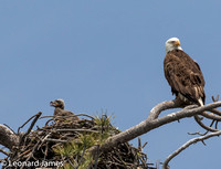 A28A7200 Bald Eagle with Chick