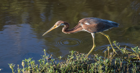 A28A3079 Tricolored Heron