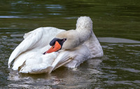A28A4075 Mute Swan
