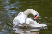 A28A4067 Mute Swan
