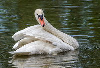 A28A4087 Mute Swan