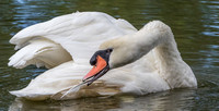 A28A4091 Mute Swan