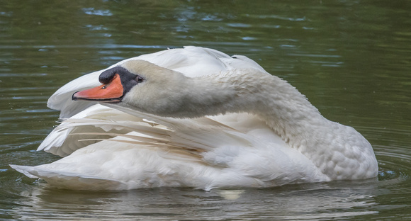 A28A4094 Mute Swan
