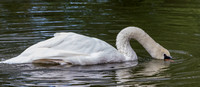 A28A4102 Mute Swan