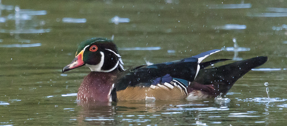 A28A4190 Wood Duck