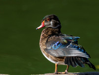 A28A4764 Wood Duck