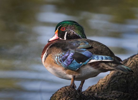 A28A5006-2 Wood Duck