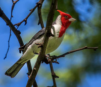 A28A8332 - Red Crested Cardinal