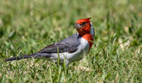 Red Crested Cardinal 8623