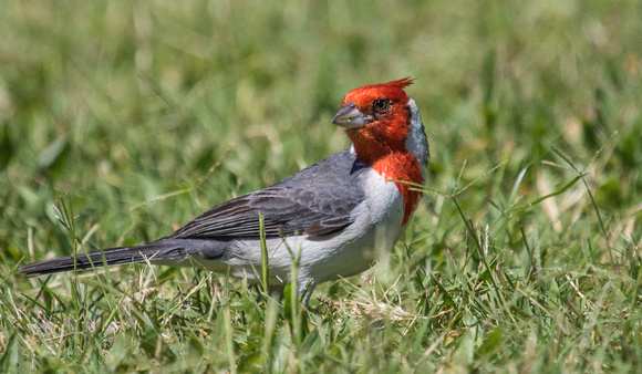 Red Crested Cardinal 8623