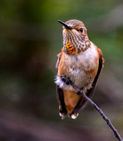 Allen's Hummingbird 3149