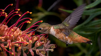 Allen's Hummingbird 3244