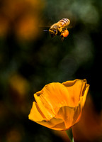 Poppy & Bee 9595-2