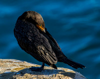Double-crested Cormorant-4036
