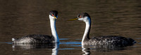 Grebes Courting-2226