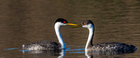 Grebes Courting-2228