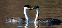 Grebes Courting-2231