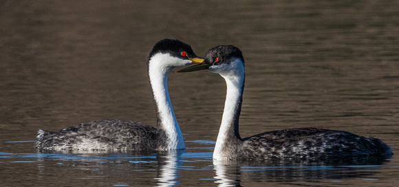 Grebes Courting-2232