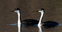 Grebes Courting-2237
