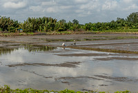 VN_1480-3875-N