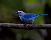 Blue-gray Tanager 1107