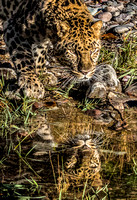 Amur Leopard & Reflection 1591