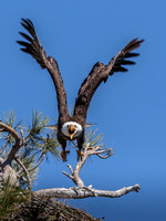 0534-Angry Eagle