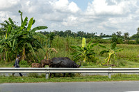 VN_1465-3860-E