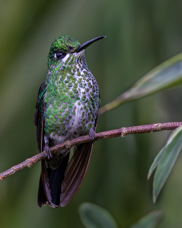1 Green-crowned Brilliant