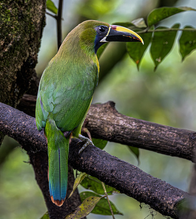 2 Emerald Toucanet