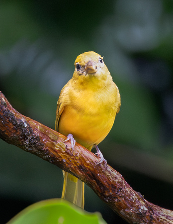 8 Summer Tanager